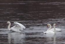 Photo of video | Plutesc grațios pe Nistru, se lasă admirate, dar și fotografiate. Zeci de lebede au rămas să ierneze într-un sat din raionul Ocnița