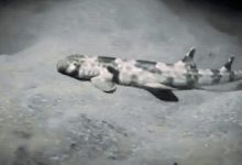 Photo of video | Nu au picioare, însă pot „păși prin apă” și rezistă în medii cu un conținut redus de oxigen. Descoperirea inedită a unor savanți