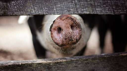 Photo of Cinci cazuri de rabie și trei focare noi de pestă porcină au fost înregistrate în țară