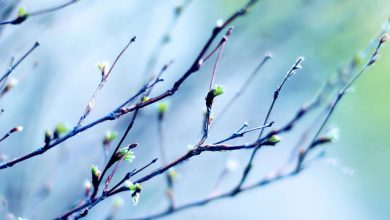 Photo of meteo | Vine, vine primăvara… în februarie. Vezi care sunt prognozele meteorologilor pentru această săptămână