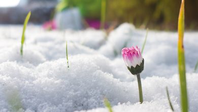 Photo of meteo | Ne bucurăm de soare, zăpadă sau… ploi? Iată ce temperaturi vom avea în această săptămână