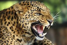 Photo of Fetiţă de 9 ani, ucisă de un leopard în faţa casei sale. Salvatorii i-au găsit cadavrul în pădure, la circa 200 de metri de domiciliu