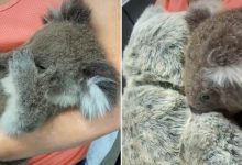 Photo of video | A rămas orfan și are nevoie de afecțiune! Momentul emoționant în care un pui de koala îmbrățișează o jucărie de pluș