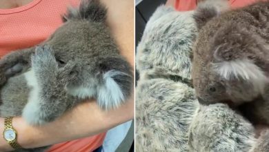 Photo of video | A rămas orfan și are nevoie de afecțiune! Momentul emoționant în care un pui de koala îmbrățișează o jucărie de pluș