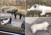 Photo of Cazuri cutremurătoare în China. Oamenii își aruncă de la etaj animalele de companie după ce au apărut informații false precum că acestea răspândesc coronavirusul