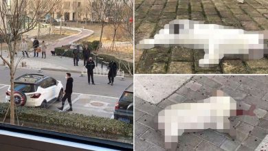 Photo of Cazuri cutremurătoare în China. Oamenii își aruncă de la etaj animalele de companie după ce au apărut informații false precum că acestea răspândesc coronavirusul