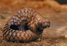 Photo of Cauzele coronavirusului: cercetătorii chinezi spun că pangolinul ar fi transmis virusul de la lilieci la oameni