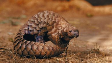 Photo of Cauzele coronavirusului: cercetătorii chinezi spun că pangolinul ar fi transmis virusul de la lilieci la oameni