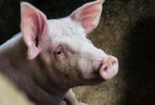Photo of Alertă într-o gospodărie din Hâncești. Pesta porcină a nimicit 21 de porci domestici