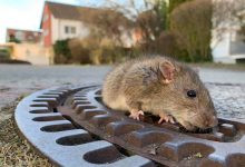 Photo of Un parc zoo propune persoanelor părăsite să se răzbune de Valentine’s Day. „Botează” un şobolan cu numele fostului și vezi cum este mâncat de un șarpe