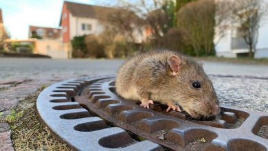 Photo of Un parc zoo propune persoanelor părăsite să se răzbune de Valentine’s Day. „Botează” un şobolan cu numele fostului și vezi cum este mâncat de un șarpe