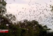 Photo of video | „Tornadă de lilieci” într-un oraș din Australia. Zburătoarele creează haos, miros neplăcut, mizerie și zgomot