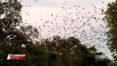 Photo of video | „Tornadă de lilieci” într-un oraș din Australia. Zburătoarele creează haos, miros neplăcut, mizerie și zgomot