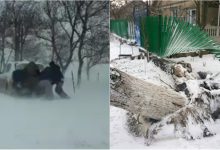 Photo of video | Iarna i-a pus pe jar și pe cei din Găgăuzia. Copaci s-au prăbușit peste liniile de electricitate, iar o stație a fost smulsă de vânt
