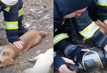 Photo of foto, video | Momentul în care doi căței și o pisică sunt resuscitați de pompieri, după ce au fost salvați dintr-o casă care a luat foc