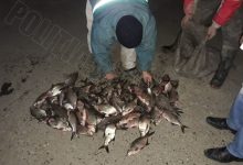 Photo of Au aruncat undițele și au pescuit… amenzi. Patru moldoveni, depistați noaptea trecută la frontieră cu 70 de kg de pește prins ilegal