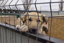 Photo of foto | Câinii maidanezi din capitală vor fi adăpostiți într-o „căsuță” nouă. Cum arată spațiul deschis pentru aceștia?