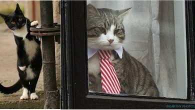 Photo of Este din „partidul” lui Lunohod din Moldova? O pisică va candida la alegerile municipale din Franţa