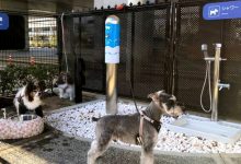 Photo of Un aeroport din Japonia a amenajat o cameră de baie pentru câini. Patrupezii pot face duș și își pot spăla lăbuțele