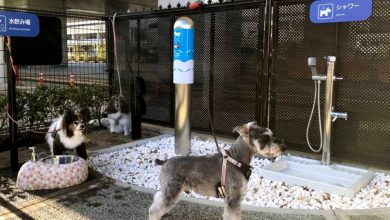 Photo of Un aeroport din Japonia a amenajat o cameră de baie pentru câini. Patrupezii pot face duș și își pot spăla lăbuțele