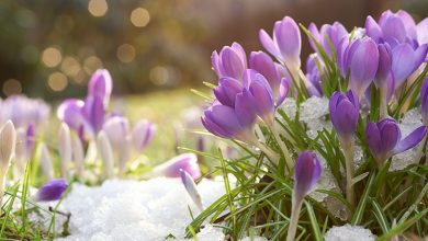 Photo of meteo | Primăvara se grăbește să ajungă. Ce temperaturi vom avea în ultimele zile ale lunii februarie?