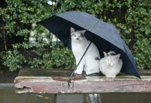 Photo of meteo | Nu uitați umbrelele dacă mergeți la plimbare de 8 Martie. Prognozele meteorologilor pentru acest weekend