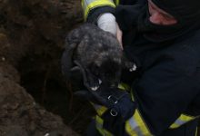 Photo of foto | Au dat de oameni buni! Șapte căței, salvați de sub noroi de către pompierii din Chișinău