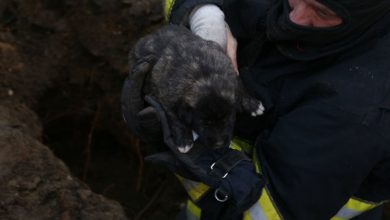 Photo of foto | Au dat de oameni buni! Șapte căței, salvați de sub noroi de către pompierii din Chișinău
