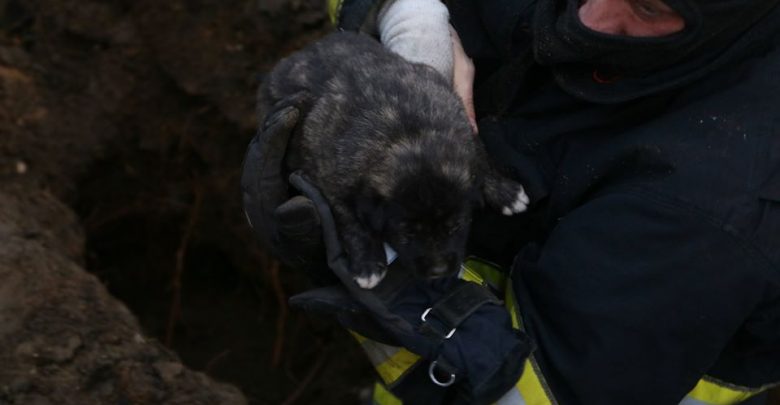 Photo of foto | Au dat de oameni buni! Șapte căței, salvați de sub noroi de către pompierii din Chișinău