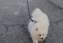 Photo of video | Un bărbat și-a trimis animalul de companie la plimbare cu drona. „Stați acasă în siguranță, dar nu uitați de fericirea câinelui”