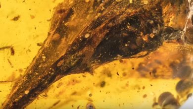 Photo of video | A fost descoperit cel mai mic dinozaur din lume! Era prins într-un chihlimbar vechi de 99 de milioane de ani
