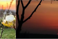 Photo of foto | Ne-a zâmbit printre copacii înfloriți. Un apus magic a îmbrăcat ieri cerul Moldovei în culori vibrante