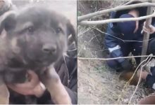 Photo of video | A căzut într-o țeavă, dar nu a fost lăsat în pericol. Salvatorii din capitală au scos un câine de la o adâncime de 10 metri