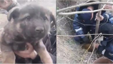 Photo of video | A căzut într-o țeavă, dar nu a fost lăsat în pericol. Salvatorii din capitală au scos un câine de la o adâncime de 10 metri