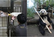 Photo of foto, video | Vrei să vezi cele mai drăgălașe imagini cu animăluțe? Urmărește online ce fac viețuitoarele Grădinii Zoologice din Tokyo