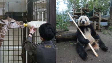 Photo of foto, video | Vrei să vezi cele mai drăgălașe imagini cu animăluțe? Urmărește online ce fac viețuitoarele Grădinii Zoologice din Tokyo