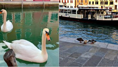 Photo of foto | Natura își revendică drepturile! În lipsa oamenilor, lebedele și rațele au apărut pe canalele venețiene, iar apa a devenit mai curată