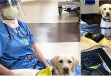 Photo of foto | Eroi sunt și cei cu patru piciorușe. După zeci de ore epuizante, medicii unui spital au fost alinați de o cățelușă de terapie