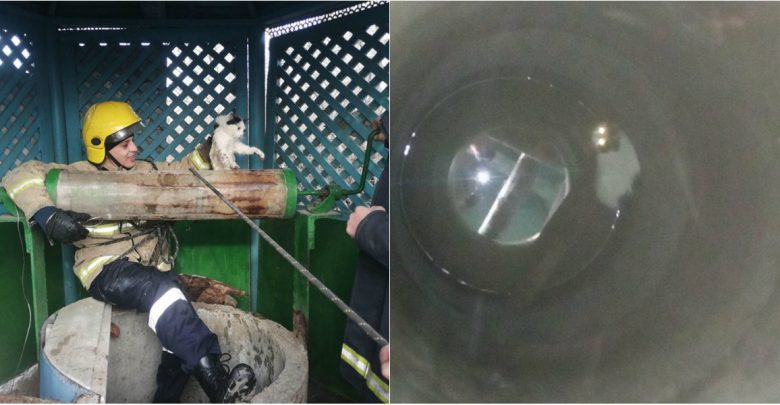 Photo of foto | S-a speriat enorm, dar nu a fost lăsată în voia sorții. Salvatorii au scos o pisică dintr-o fântână la Căușeni