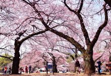 Photo of O mică Japonie în inima Chișinăului. Mai mulți pomi de Sakura vor fi sădiți în parcul Valea Morilor