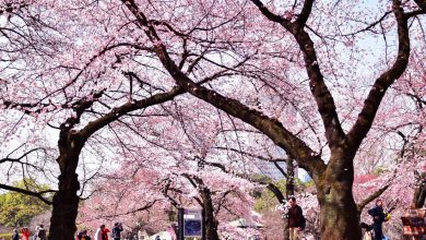 Photo of O mică Japonie în inima Chișinăului. Mai mulți pomi de Sakura vor fi sădiți în parcul Valea Morilor