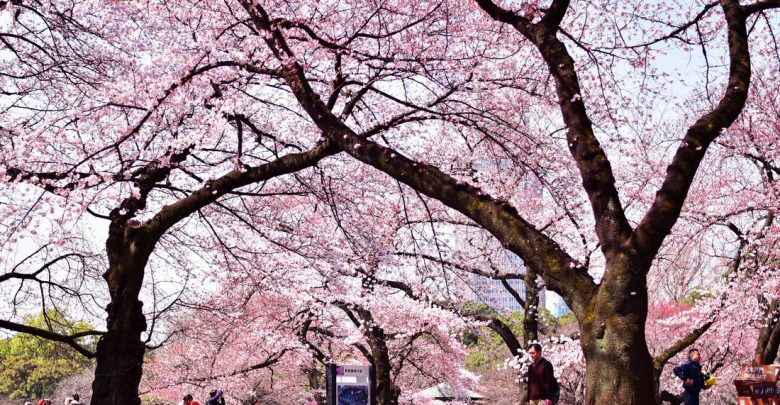 Photo of O mică Japonie în inima Chișinăului. Mai mulți pomi de Sakura vor fi sădiți în parcul Valea Morilor