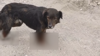 Photo of video | Cruzime fără margini. Un cățel a rămas fără lăbuțe după ce a fost maltratat de un necunoscut