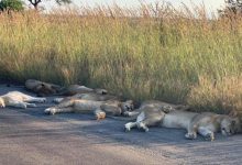 Photo of foto | Au decis să tragă un pui de somn chiar în mijlocul drumului. Imagini incredibile cu leii din Africa