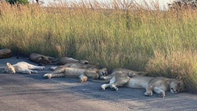 Photo of foto | Au decis să tragă un pui de somn chiar în mijlocul drumului. Imagini incredibile cu leii din Africa