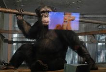 Photo of Animăluțele de la zoo „au găsit ac de cojocul plictiselei”. Acestea privesc desene animate și primesc jocuri