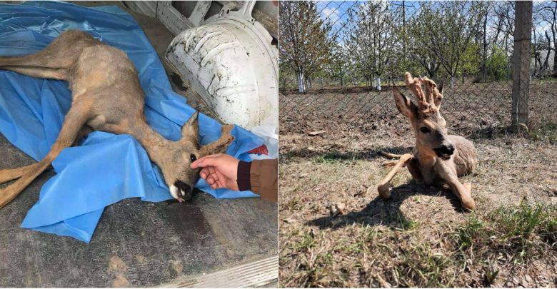 Photo of foto, video | Un pui de căprioară a fost găsit traumatizat pe o stradă din Căușeni. Cum se simte micuțul?
