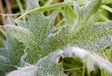 Photo of meteo | Frigul nu se dă bătut! Specialiștii au emis un nou Cod galben de înghețuri