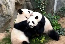 Photo of Cum au devenit urșii panda vegetarieni? O fosilă veche de câteva milioane de ani a elucidat misterul