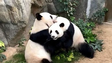 Photo of O grădină zoologică a reușit să împerecheze doi urși panda abia după 10 ani… când locul a fost închis